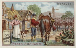Ostrich farm, Transvaal